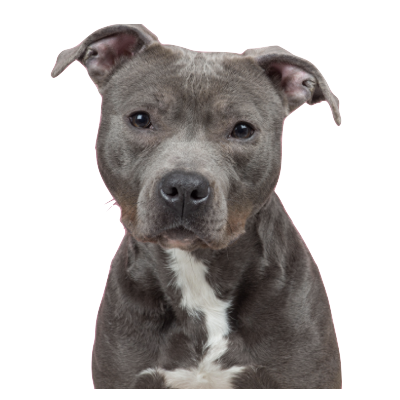 pitbull_colored mask